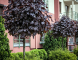Роял Ред клён остролистный (Acer platanoides Royal Red)