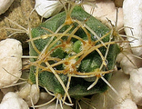 Submatucana paucicostata