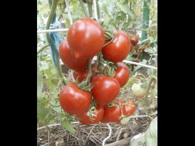 Томат Гибрид №2 Тарасенко