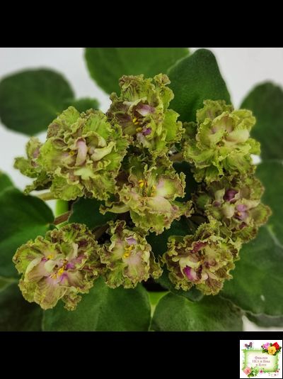 Allegro Pink Pistachio (J.Stromborg) (10765) 06/25/2015