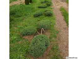 Ниваки - Бонсай садовый Можжевельник Пфитцериана Глаука