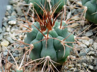 Gymnocalycium ferocior STO 94-866 ? (D=30мм)