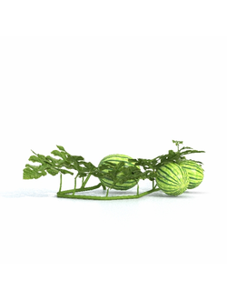 рассада Арбузы 2