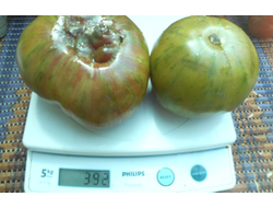 Томат Харвард сквер (Harvard Square)