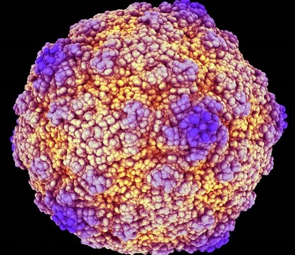 Коксаки - что нужно знать о вирусе