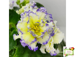 ЛЕ-Золото Нибелунгов (Е. Лебецкая) 2017 г.