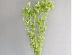 Нигелла салатовая