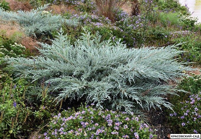 Можжевельник виргинский Грей Оул - Grey Owl