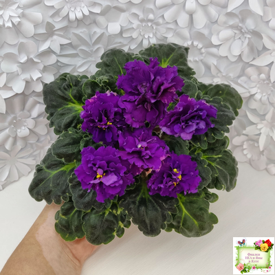 ЛФ-Лилия (Л. Федосеева) 2019 г.