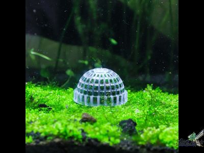 Декорация для мха Moss Ball (полусфера)