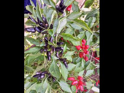 Перец острый Турецкий цветок (Turkish Flower)