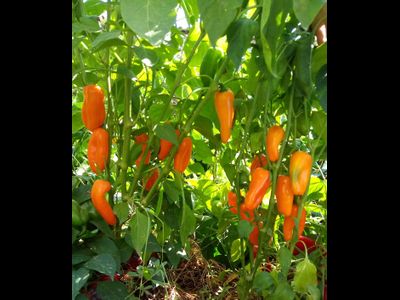 перец сладкий Апельсин