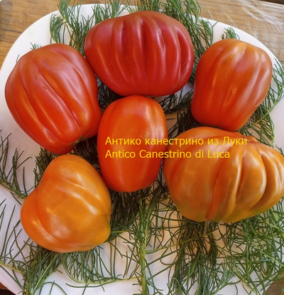 Томат Антико Канестрино из Лукки (Antico Canestrino di Lucca), Италия