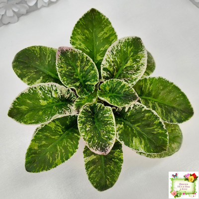 КНН-Крокус (Н. Куриленко) 2022 г. (лист с детками посажен 23.07.25)