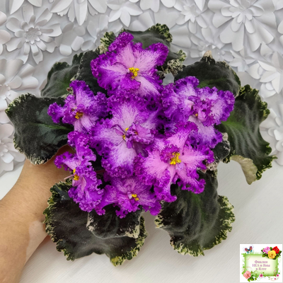 РС-Тропикана (С. Н. Репкина) 2015 г.