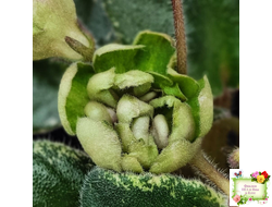 Н-Фавн (Н. Бердникова) 2017 г.