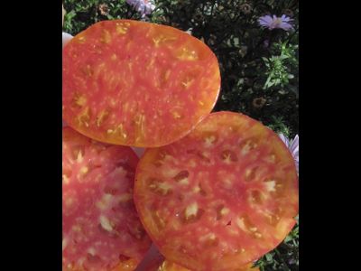 Томат Деревенский (HILBILLY)