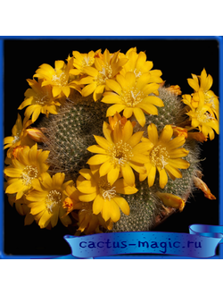Rebutia senilis v. kesselringiana