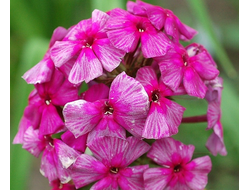 Флокс Хозяйка Медной Горы