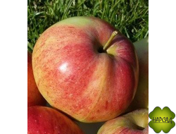 Яблоня "ШТРЕЙФЛИНГ" (ОСЕННЕЕ ПОЛОСАТОЕ, ШТРИФЕЛЬ) Саженец 1 года на полукарликовом подвое