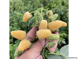 Малина Светлячок ремонтантная