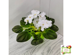 OS-Джунгарик (С.Осипова) (сортовой стартер)