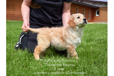 2 месяца. Девочка РОЗОВЫЙ ошейничек