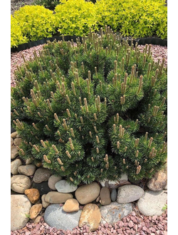 Сосна горная mugo