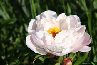 Paeonia Pink Venus