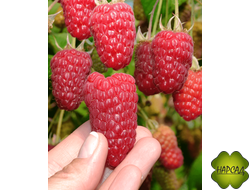 МАЛИНА "МОСКОВСКИЙ ГИГАНТ" (ранняя, лежкая)