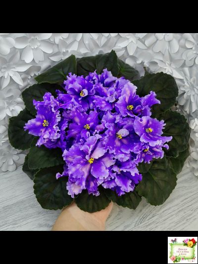 МТ-XXL Эльф (М. Тотиева) 2022 г.