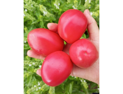 Томат Косентино сел Клауди (Cosentino sel Claudia), Италия