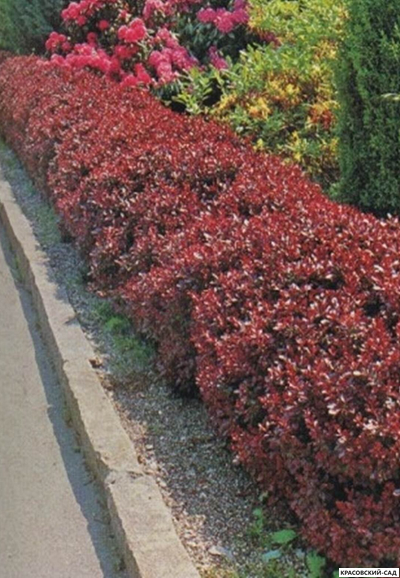 Барбарис Тунберга Атропурпуреа