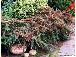 Кизильник горизонтальный - Horizontalis