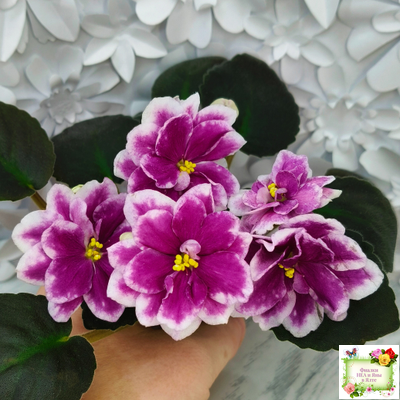 АВ-Последняя Любовь Самурая (Фиалковод) 2021 г. (лист посажен 19.01.26)