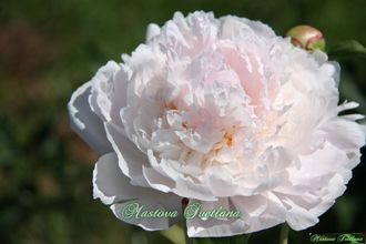 Paeonia La Lorraine