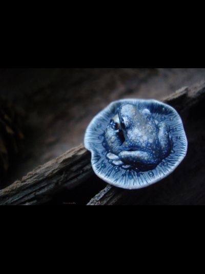 Брошь с лягушкой и речной жемчужиной &quot;Звёздочки Жемчужницы&quot;