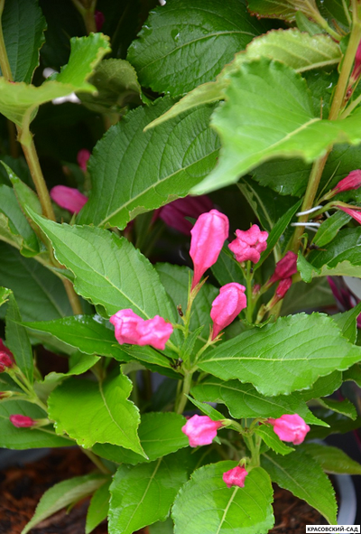 Вейгела Биг Лав