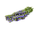 Гидролат Иссоп лекарственный Hyssopus officinalis (цветущие побеги) 250 мл