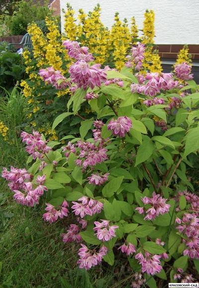 Дейция гибридная Строуберри Филдс