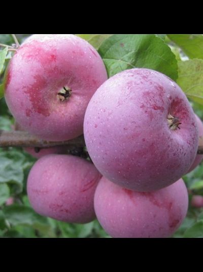 Алеся (яблоня)