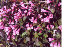 Вейгела цветущая Nana Purpurea, C2