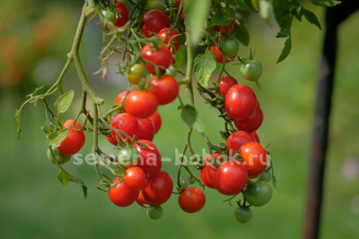 Томат Berry Carpet (Ягодный ковер), 10 шт