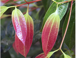 Корица (Cinnamomum zeylanicum) Индия, листья 5 мл - 100% натуральное эфирное масло