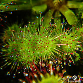 Drosera Rotundifolia | Росянка Круглолистая