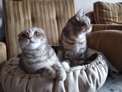 Матрас-лежак  трансформер  «Кокетка1»