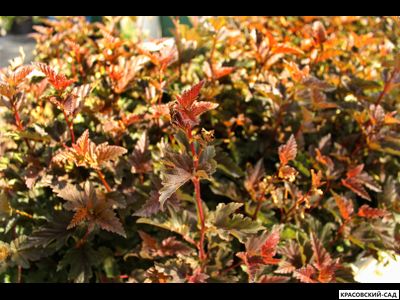 Пузыреплодник калинолистный Дьябло д'Ор