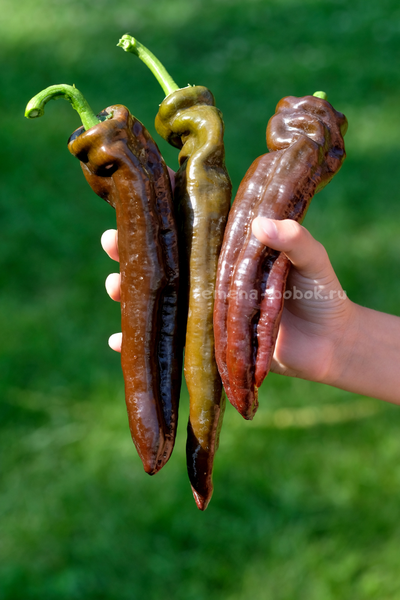 Перец сладкий Ramiro Chocolate (Рамиро Шоколадный), 10 шт