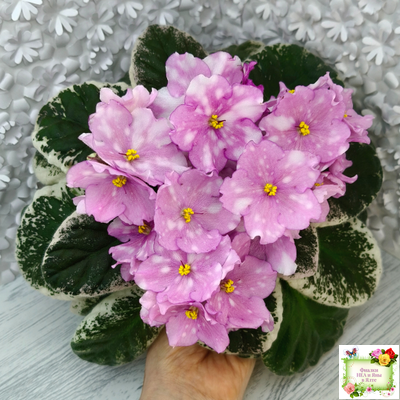 Rivermist Beguiling (J. Baker) (10971) 04/13/2018