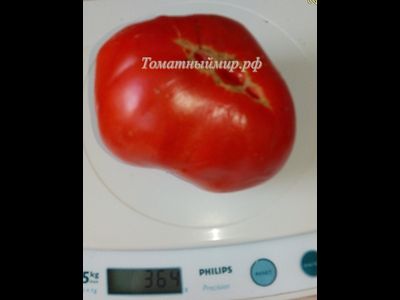 Томат Итальянское дерево (Italian Tree) Италия